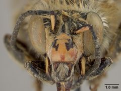 Habropoda pekinensis by the Smithsonian. Used under a CC0 license.