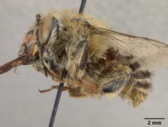 Habropoda pekinensis by the Smithsonian. Used under a CC0 license.