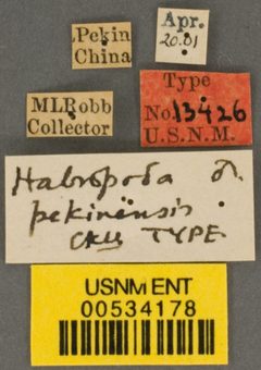 Habropoda pekinensis by the Smithsonian. Used under a CC0 license.