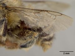 Habropoda pekinensis by the Smithsonian. Used under a CC0 license.
