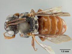 Holcopasites acanthochilus by the Smithsonian. Used under a CC0 license.