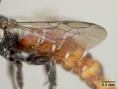 Holcopasites ruthae by the Smithsonian. Used under a CC0 license.