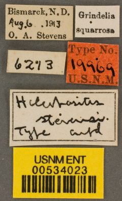 Holcopasites stevensi by the Smithsonian. Used under a CC0 license.