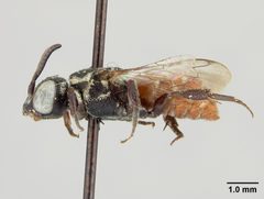 Holcopasites stevensi by the Smithsonian. Used under a CC0 license.