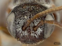 Holcopasites texanus by the Smithsonian. Used under a CC0 license.