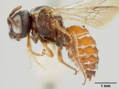 Holcopasites texanus by the Smithsonian. Used under a CC0 license.