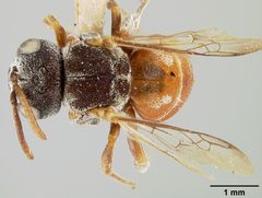 Holcopasites texanus by the Smithsonian. Used under a CC0 license.