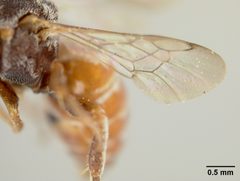 Holcopasites texanus by the Smithsonian. Used under a CC0 license.