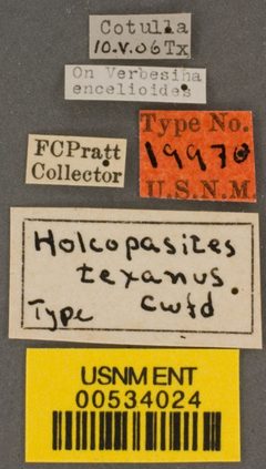 Holcopasites texanus by the Smithsonian. Used under a CC0 license.