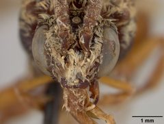 Melecta (Nesomelecta) haitensis by the Smithsonian. Used under a CC0 license.