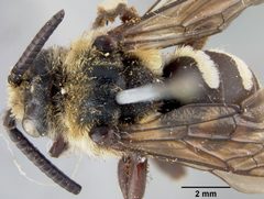 Melecta interrupta var. rociadensis by the Smithsonian. Used under a CC0 license.