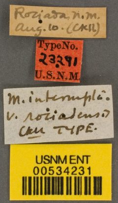 Melecta interrupta var. rociadensis by the Smithsonian. Used under a CC0 license.