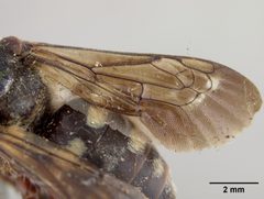 Melecta interrupta by the Smithsonian. Used under a CC0 license.