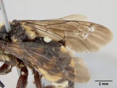 Melecta interrupta var. rociadensis by the Smithsonian. Used under a CC0 license.