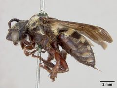 Melecta interrupta by the Smithsonian. Used under a CC0 license.