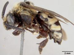 Melecta interrupta var. rociadensis by the Smithsonian. Used under a CC0 license.
