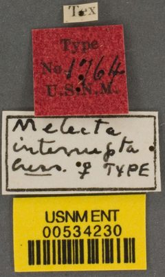 Melecta interrupta by the Smithsonian. Used under a CC0 license.