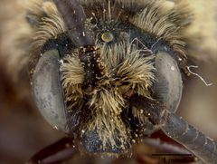 Melecta interrupta var. rociadensis by the Smithsonian. Used under a CC0 license.