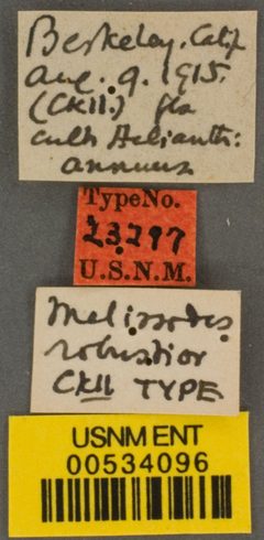 Melissodes robustior by the Smithsonian. Used under a CC0 license.