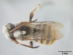 Melissoptila pulchricornis by the Smithsonian. Used under a CC0 license.