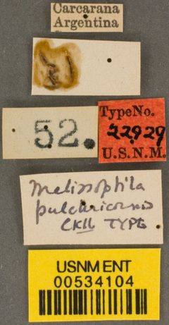 Melissoptila pulchricornis by the Smithsonian. Used under a CC0 license.