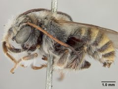 Melissoptila pulchricornis by the Smithsonian. Used under a CC0 license.