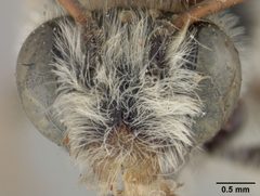 Melissoptila pulchricornis by the Smithsonian. Used under a CC0 license.