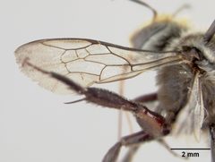 Melitoma nudicauda by the Smithsonian. Used under a CC0 license.