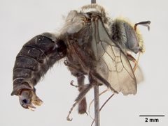Melitoma nudicauda by the Smithsonian. Used under a CC0 license.