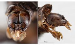 Melitoma nudicauda by the Smithsonian. Used under a CC0 license.