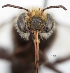 Melitoma nudicauda by the Smithsonian. Used under a CC0 license.