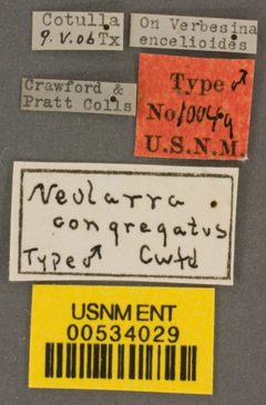 Neolarra congregata by the Smithsonian. Used under a CC0 license.
