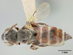 Neolarra congregata by the Smithsonian. Used under a CC0 license.
