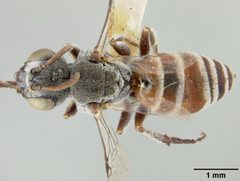 Neolarra congregata by the Smithsonian. Used under a CC0 license.