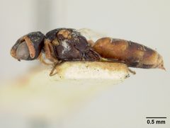 Neolarra pruinosa by the Smithsonian. Used under a CC0 license.