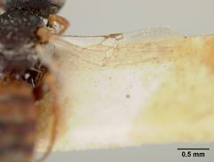 Neolarra pruinosa by the Smithsonian. Used under a CC0 license.