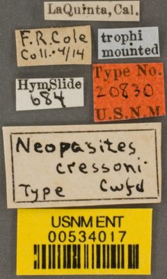 Neopasites cressoni by the Smithsonian. Used under a CC0 license.