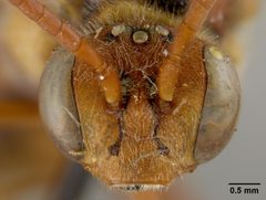 Nomada affabilis dallasensis by the Smithsonian. Used under a CC0 license.