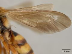 Nomada affabilis dallasensis by the Smithsonian. Used under a CC0 license.