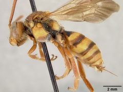 Nomada affabilis dallasensis by the Smithsonian. Used under a CC0 license.