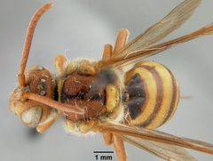 Nomada affabilis dallasensis by the Smithsonian. Used under a CC0 license.