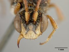 Nomada armatella by the Smithsonian. Used under a CC0 license.