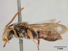 Nomada armatella by the Smithsonian. Used under a CC0 license.