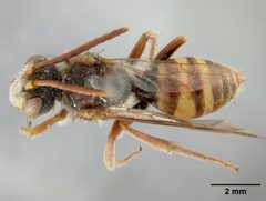 Nomada armatella by the Smithsonian. Used under a CC0 license.