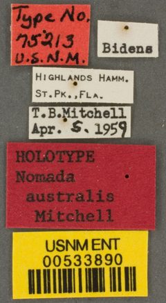 Nomada (Nomadula) australis by the Smithsonian. Used under a CC0 license.
