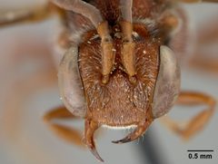 Nomada (Nomadula) australis by the Smithsonian. Used under a CC0 license.
