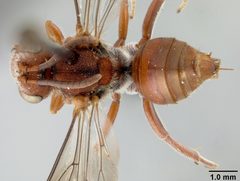 Nomada (Nomadula) australis by the Smithsonian. Used under a CC0 license.