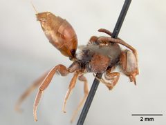 Nomada (Nomadula) australis by the Smithsonian. Used under a CC0 license.