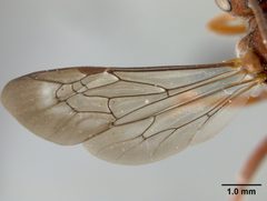 Nomada (Nomadula) australis by the Smithsonian. Used under a CC0 license.