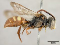 Nomada (Gnathias) bella callura by the Smithsonian. Used under a CC0 license.